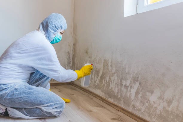 Licensed Basement Mold Remediation service in Mineral Point, PA - Mold Remediation HQ