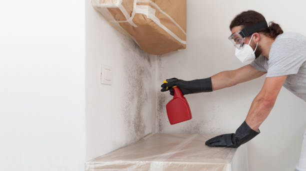 Professional Basement Mold Remediation technician working in Mineral Point, PA