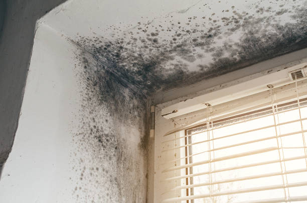 Affordable Basement Mold Remediation solutions in Mineral Point, PA