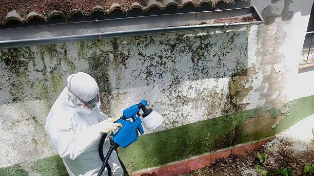 Top rated local Basement Mold Remediation specialists in Mineral Point, PA